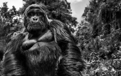 Why your jobtech platform needs to be aware of “winner-takes-all” outcomes