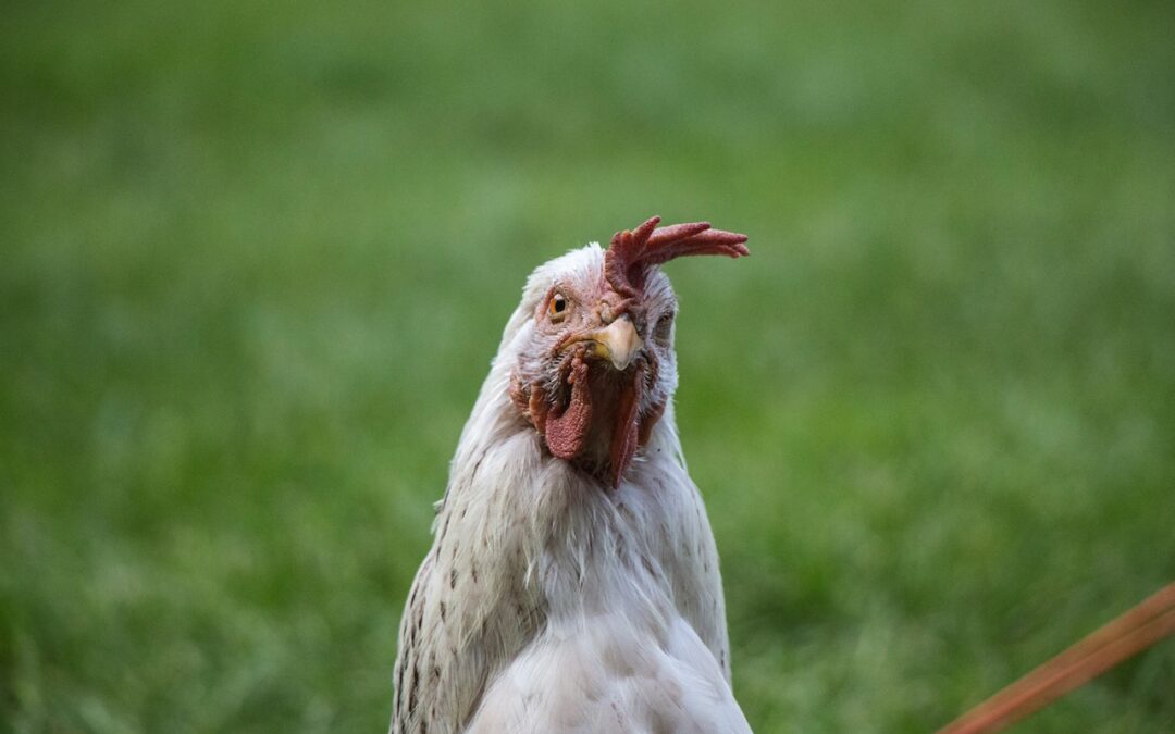 What is ‘a job’? How to measure job creation on jobtech platforms in Africa