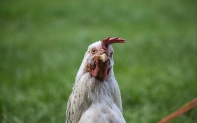 What is ‘a job’? How to measure job creation on jobtech platforms in Africa